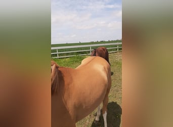 Belgijski wierzchowy, Wałach, 2 lat, 145 cm, Kasztanowata