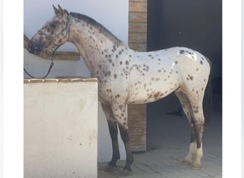 Belgijski wierzchowy, Wałach, 4 lat, 148 cm, Tobiano wszelkich maści