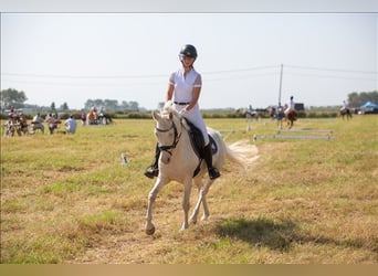 Belgijski wierzchowy, Wałach, 5 lat, 145 cm, Cremello