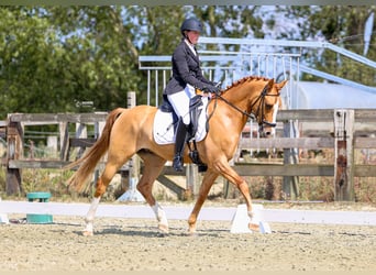 Belgijski wierzchowy, Wałach, 5 lat, 146 cm, Kasztanowata