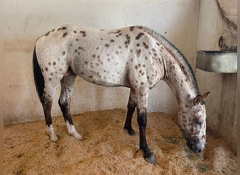 Belgijski wierzchowy, Wałach, 5 lat, 148 cm, Tobiano wszelkich maści