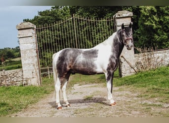 Belgijski wierzchowy, Wałach, 8 lat, 137 cm, Siwa