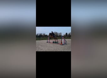 Belgijski wierzchowy Mix, Wałach, 8 lat, 149 cm, Gniada