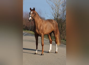 Belgisch Sportpaard, Hengst, 3 Jaar, 169 cm, Vos