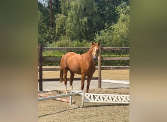 Belgisch Sportpaard, Hengst, 4 Jaar, 166 cm, Vos