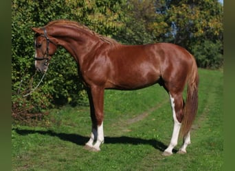 Belgisch Sportpaard, Hengst, 4 Jaar, 168 cm, Vos