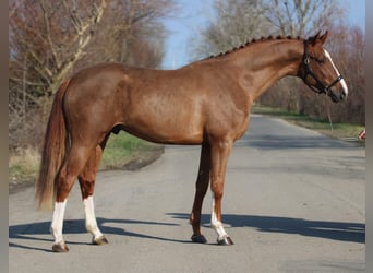 Belgisch Sportpaard, Hengst, 4 Jaar, 169 cm, Vos