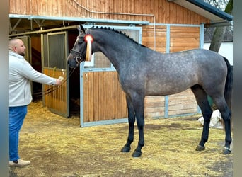 Belgisch Sportpaard, Hengst, 4 Jaar, 172 cm, Donkerbruin
