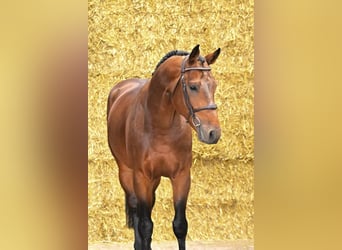 Belgisch Sportpaard, Hengst, 5 Jaar, 170 cm, Bruin