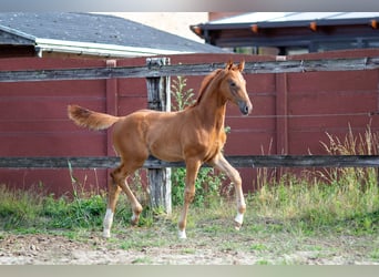 Belgisch Sportpaard, Hengst, Veulen (05/2025), 172 cm, Donkere-vos