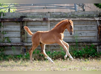 Belgisch Sportpaard, Hengst, Veulen (05/2025), 172 cm, Donkere-vos