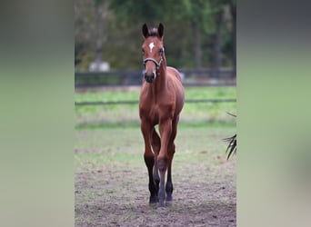 Belgisch Sportpaard, Hengst, Veulen (01/2026), Brown Falb schimmel