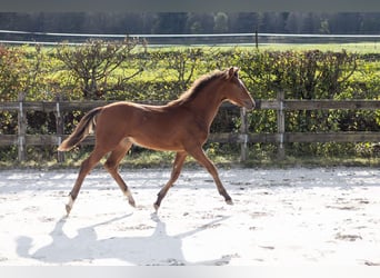 Belgisch Sportpaard, Hengst, veulen (03/2024), Bruin