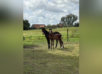 Belgisches Sportpferd, Hengst, Fohlen (07/2024), Hellbrauner