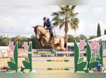 Belgisch Sportpaard, Merrie, 10 Jaar, 167 cm, Roodbruin
