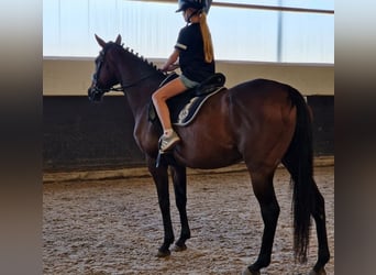 Belgisch Sportpaard Mix, Merrie, 11 Jaar, 161 cm, Bruin