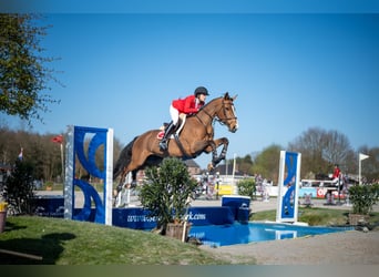 Belgisch Sportpaard, Merrie, 12 Jaar, 172 cm, Bruin