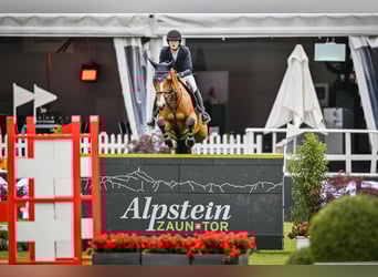 Belgisch Sportpaard, Merrie, 12 Jaar, 172 cm, Bruin