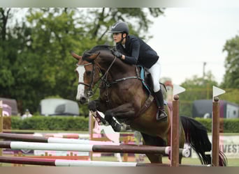 Belgisch Sportpaard, Merrie, 13 Jaar, 168 cm, Roodbruin