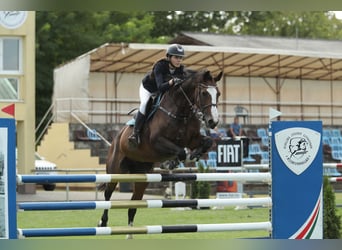 Belgisch Sportpaard, Merrie, 13 Jaar, 168 cm