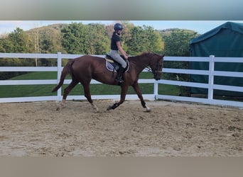 Belgisch Sportpaard, Merrie, 13 Jaar, 173 cm, Vos