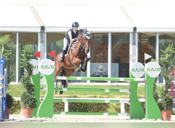 Belgisch Sportpaard, Merrie, 14 Jaar, 168 cm, Bruin