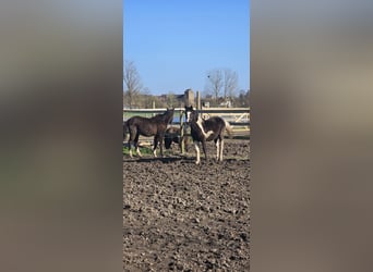 Belgisch Sportpaard, Merrie, 1 Jaar, 160 cm, Gevlekt-paard