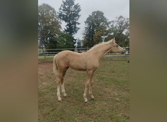 Belgisch Sportpaard, Merrie, 1 Jaar, 166 cm, Palomino