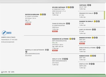Belgisch Sportpaard, Merrie, 1 Jaar, Donkerbruin