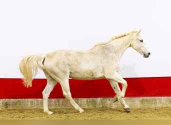 Belgisch Sportpaard, Merrie, 23 Jaar, 165 cm