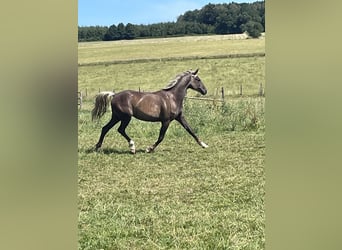 Belgisch Sportpaard Mix, Merrie, 2 Jaar, 158 cm