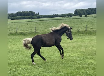 Belgisch Sportpaard Mix, Merrie, 2 Jaar, 158 cm