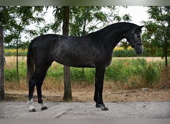 Belgisch Sportpaard, Merrie, 3 Jaar, 169 cm, Schimmel