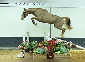 Belgisch Sportpaard, Merrie, 4 Jaar, 166 cm, Vos