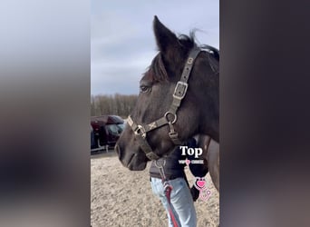 Belgisch Sportpaard, Merrie, 5 Jaar, 145 cm, Zwartschimmel