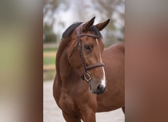 Belgisches Sportpferd, Stute, 5 Jahre, 163 cm, Brauner