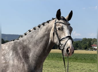 Belgisch Sportpaard, Merrie, 5 Jaar, 165 cm, Appelschimmel