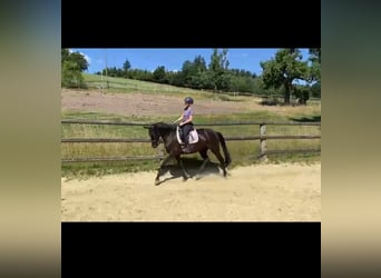 Belgisch Sportpaard, Merrie, 5 Jaar, 167 cm, Zwart