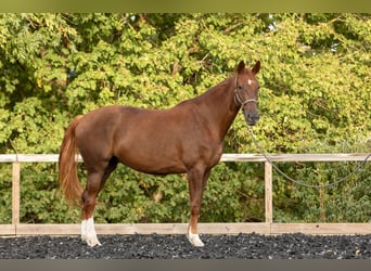 Belgisch Sportpaard, Merrie, 5 Jaar, 168 cm, Vos
