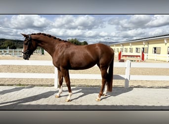 Belgisch Sportpaard, Merrie, 6 Jaar, 161 cm, Vos