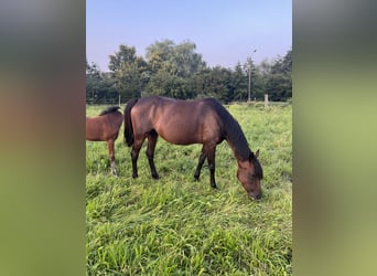 Belgisch Sportpaard, Merrie, 7 Jaar, 155 cm, Zwartbruin