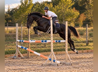 Belgisch Sportpaard, Merrie, 8 Jaar, 169 cm, Zwart