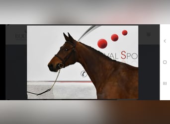Belgisch Sportpaard, Merrie, 8 Jaar, Bruin