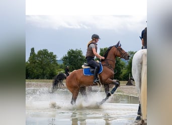 Belgisch Sportpaard, Merrie, 8 Jaar, Bruin
