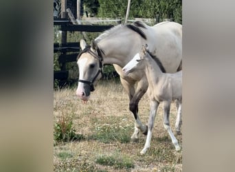 Belgisch Sportpaard Mix, Merrie, Veulen (07/2026), 156 cm, Grullo
