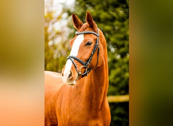 Belgisch Sportpaard, Ruin, 11 Jaar, 169 cm, Vos