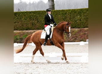 Belgisch Sportpaard, Ruin, 11 Jaar, 169 cm, Vos