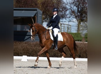 Belgisch Sportpaard, Ruin, 11 Jaar, 169 cm, Vos