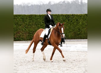 Belgisch Sportpaard, Ruin, 11 Jaar, 169 cm, Vos