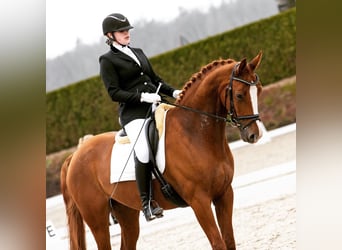 Belgisch Sportpaard, Ruin, 11 Jaar, 169 cm, Vos